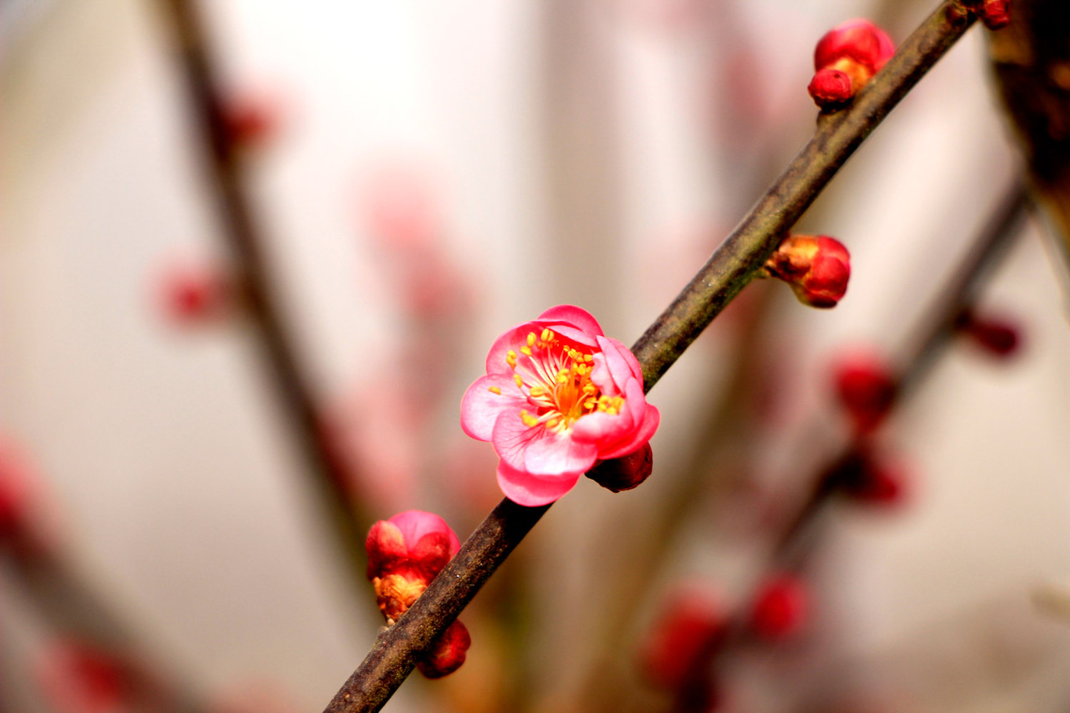 梅花的花语和象征意义