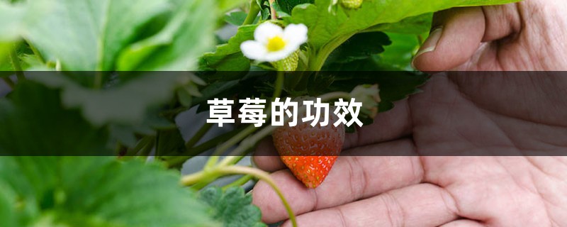 草莓的功效与营养价值