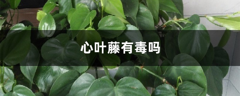 心叶藤有毒吗，净化空气吗，放在室内好吗