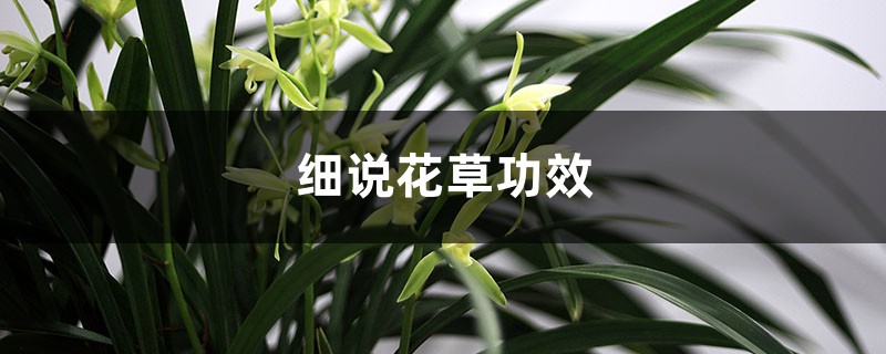 细说花草功效 – 花百科