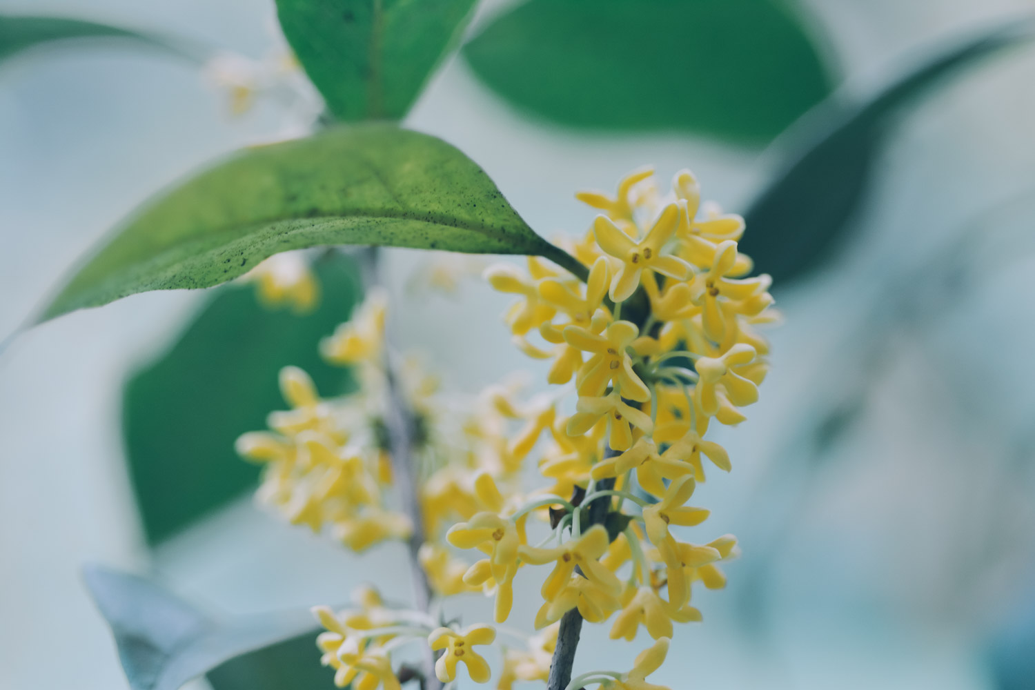 家里为什么不能种桂花