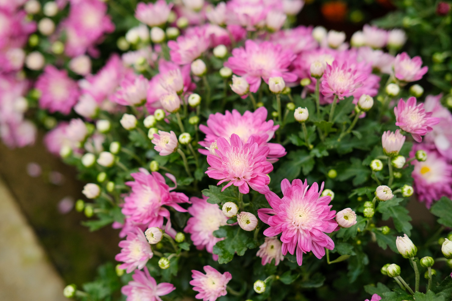 菊花像什么，菊花图片