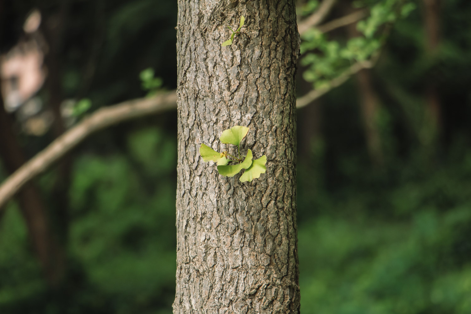 银杏树种植位置与风水（方位、禁忌）