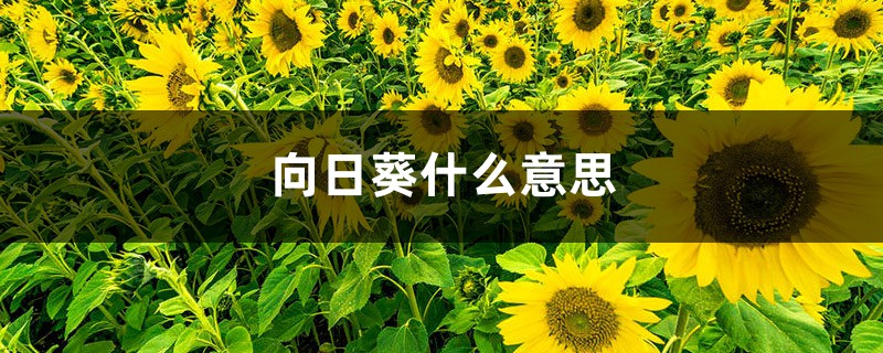 向日葵什么意思，向日葵为什么叫向日葵