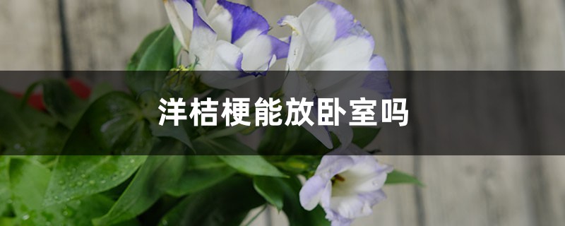 洋桔梗能放卧室吗