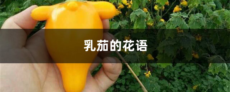 乳茄的花语和寓意，有什么传说故事