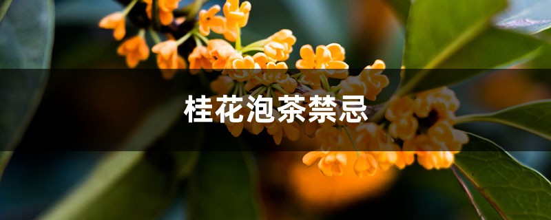 桂花泡茶禁忌，桂花的功效与作用禁忌