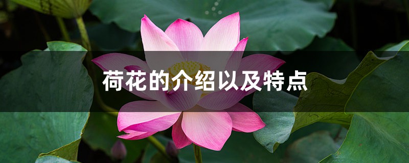 荷花的介绍以及特点