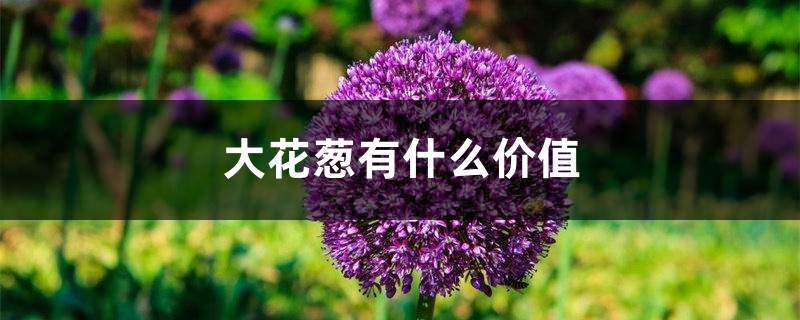 大花葱有什么价值-花百科