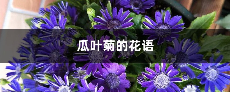 瓜叶菊的花语