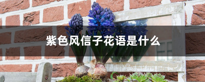 紫色风信子花语是什么