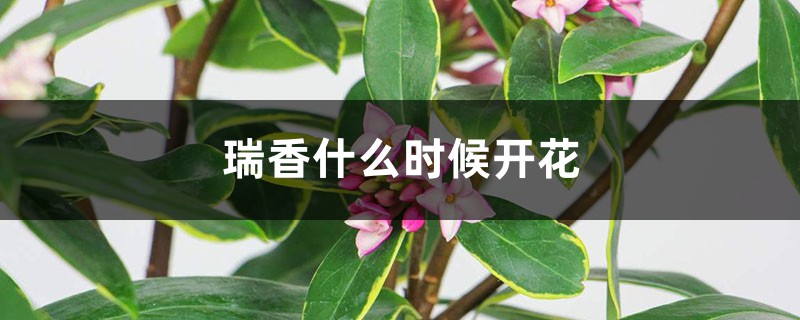 瑞香什么时候开花