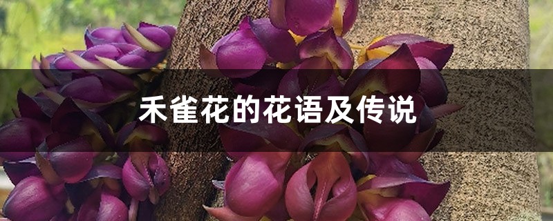 禾雀花的花语及传说