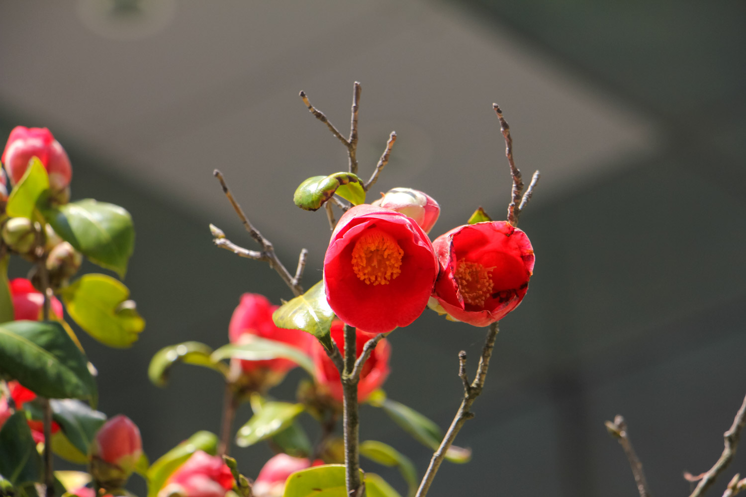 山茶花花语及代表意义，山茶花图片