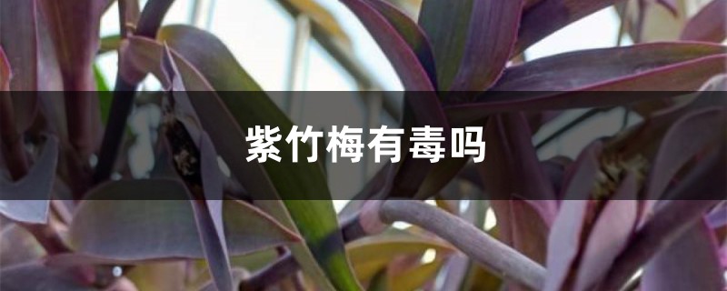 紫竹梅有毒吗，能放在室内吗