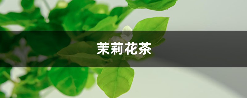 茉莉花茶