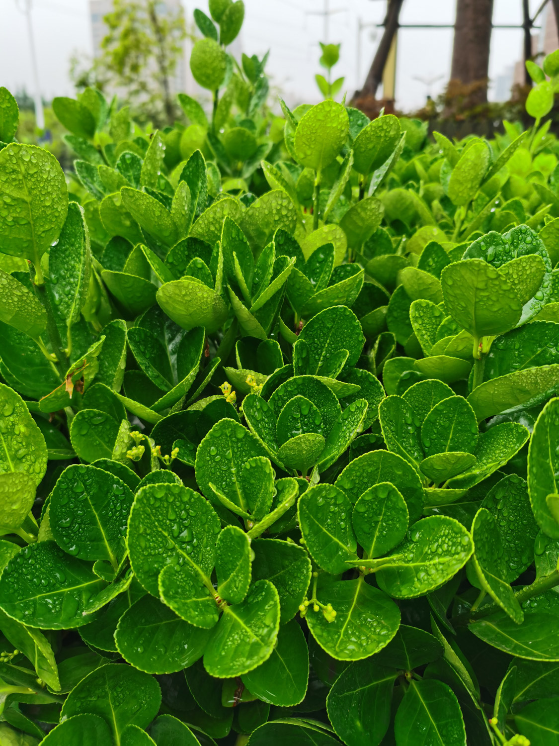 黄杨的风水学应用