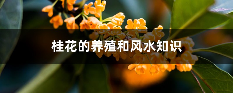 桂花的养殖和风水知识 – 花百科