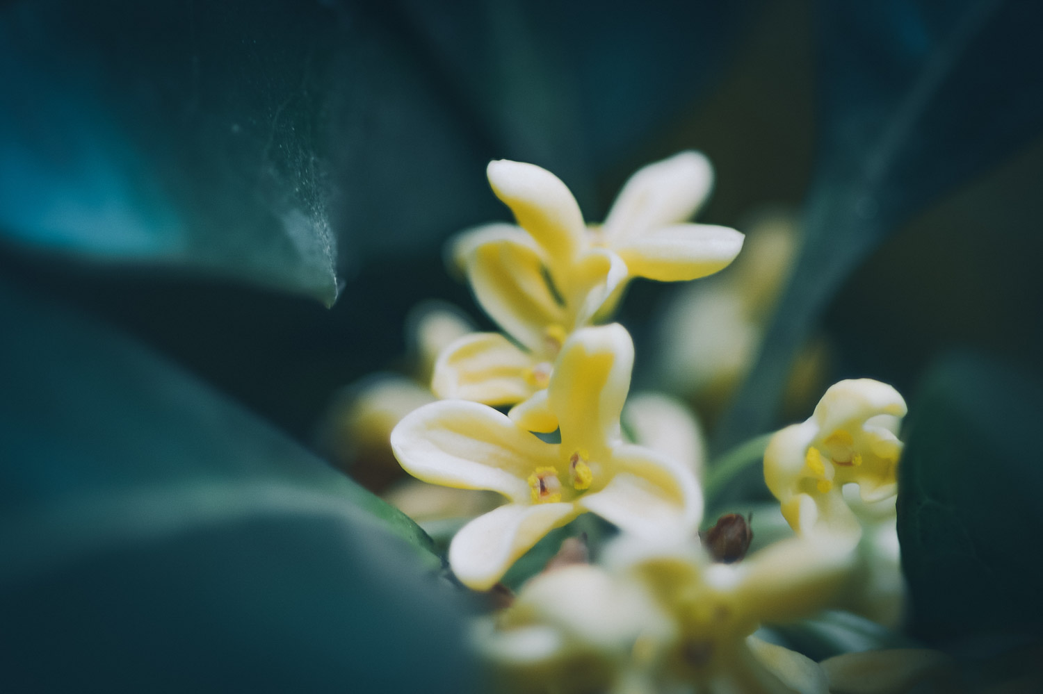 桂花适合在室内养吗