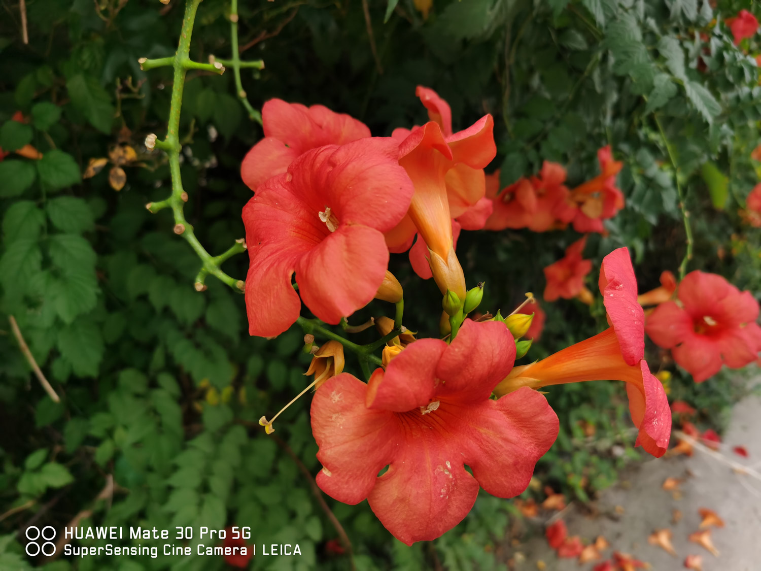 凌霄花花语