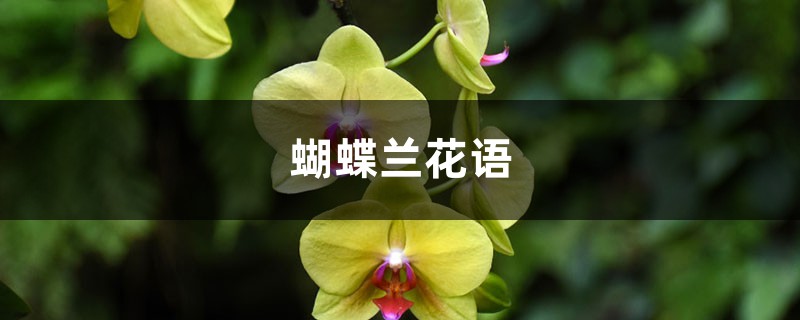 蝴蝶兰花语