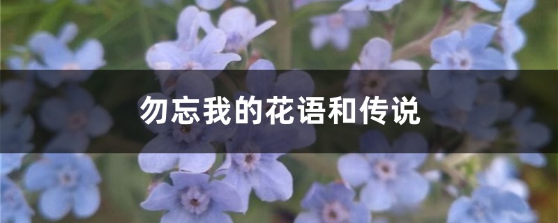 勿忘我的花语和传说