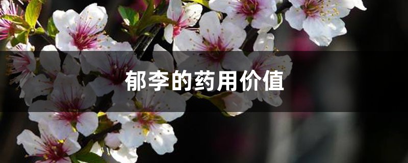 郁李的药用价值 – 花百科