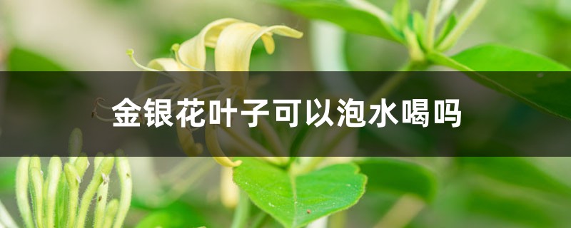 金银花叶子可以泡水喝吗，叶子泡水的功效与作用