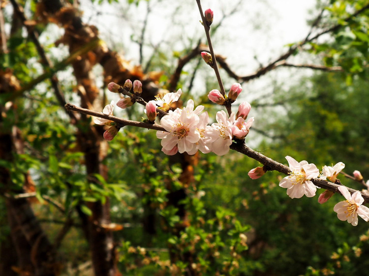 碧桃的花语和传说