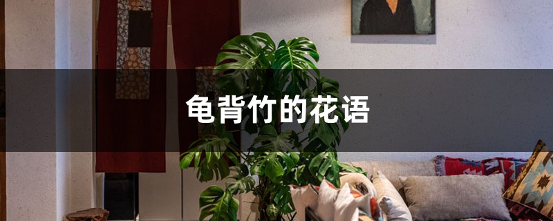 龟背竹的花语和寓意，送人有什么禁忌