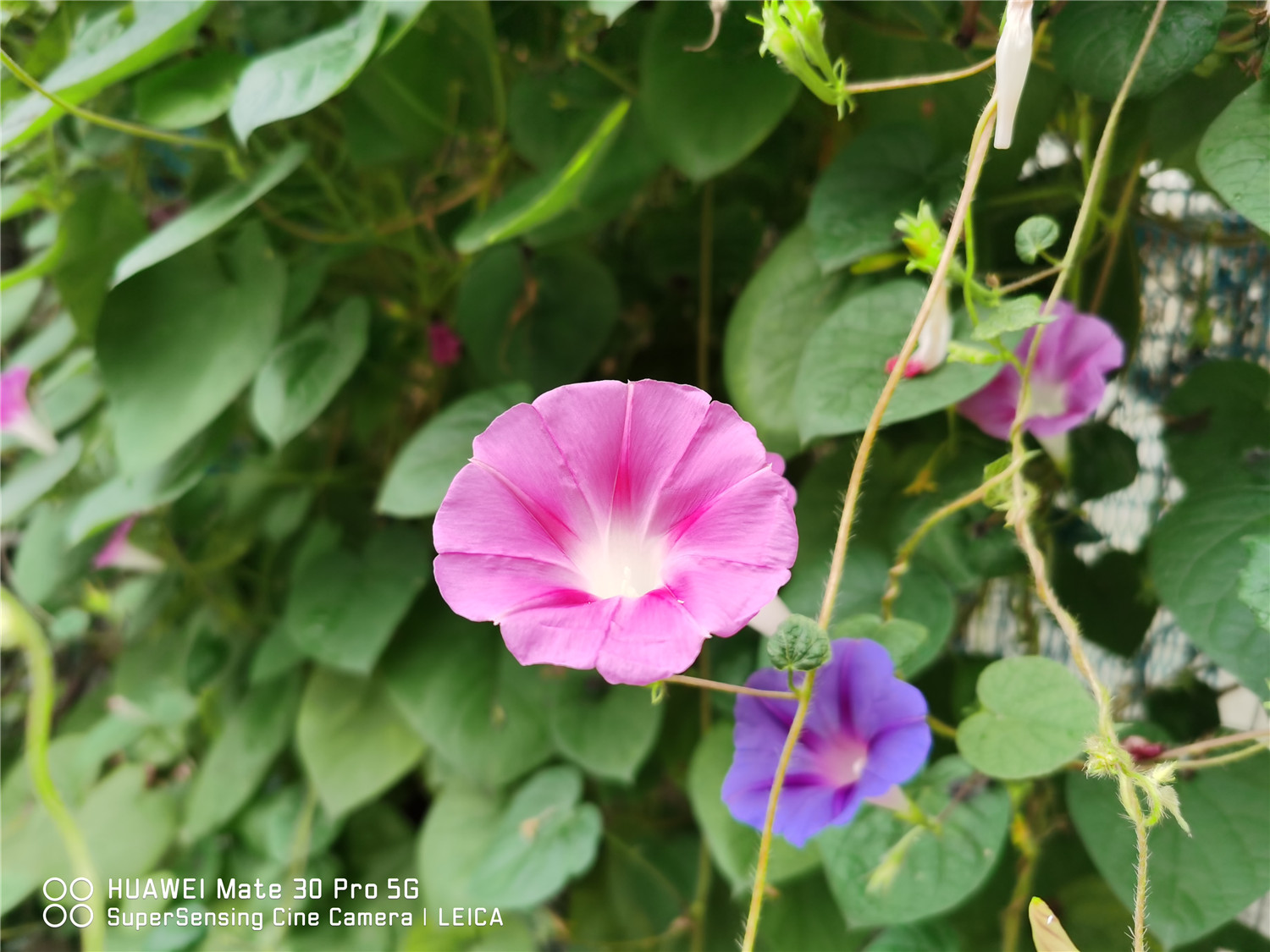 牵牛花有毒吗，牵牛花图片