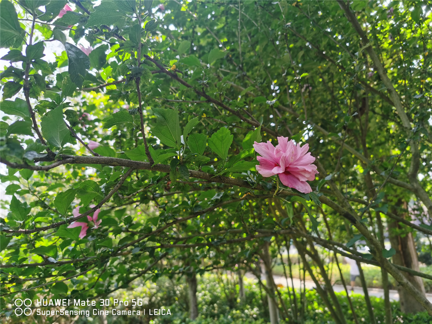 木槿的花语和传说