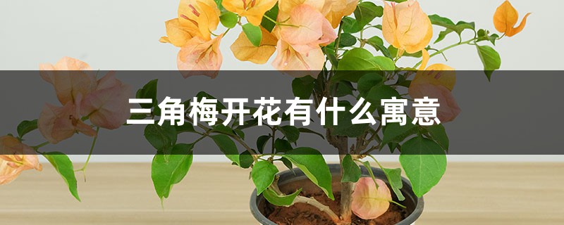 三角梅开花有什么寓意