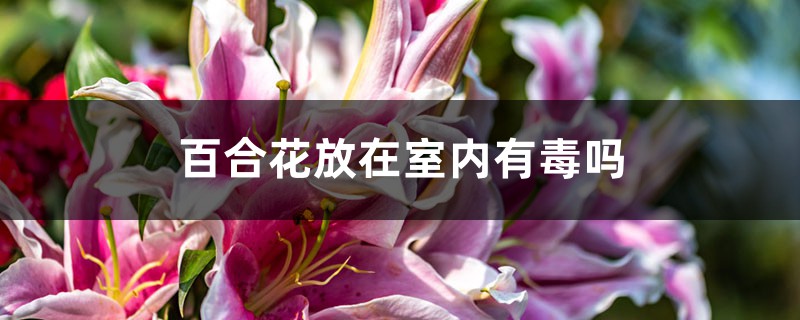 百合花放在室内有毒吗