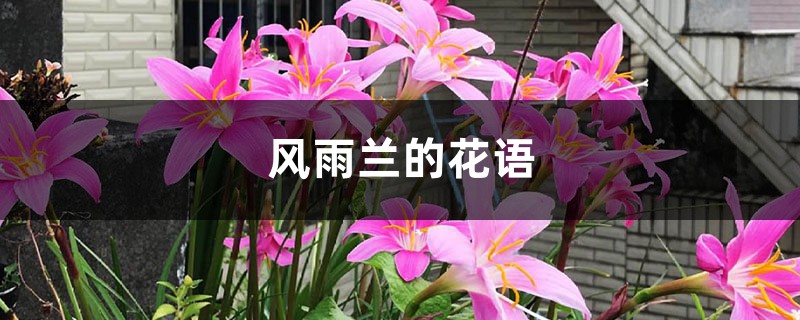 风雨兰的花语