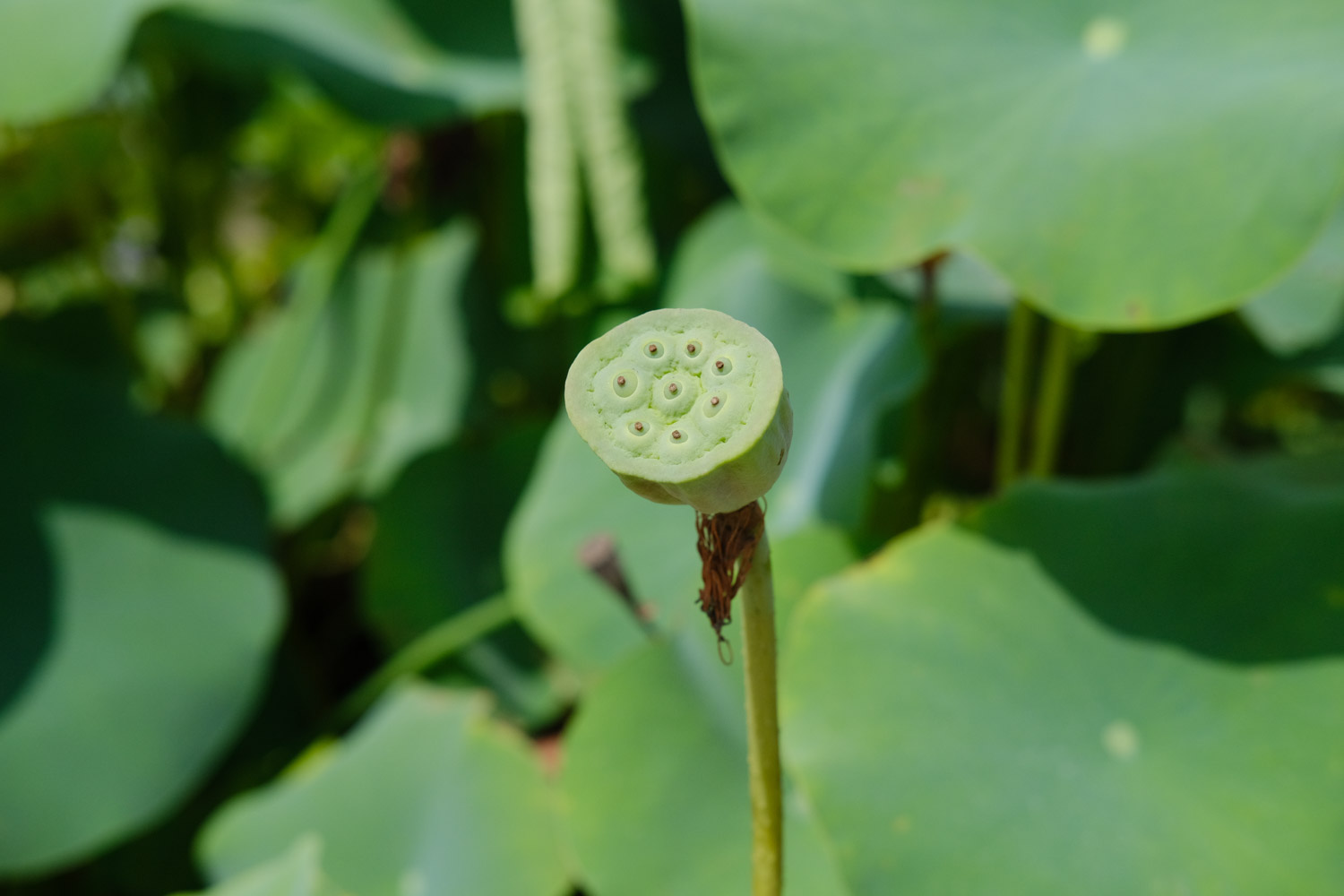 荷花能养在家中吗，养护需注意什么