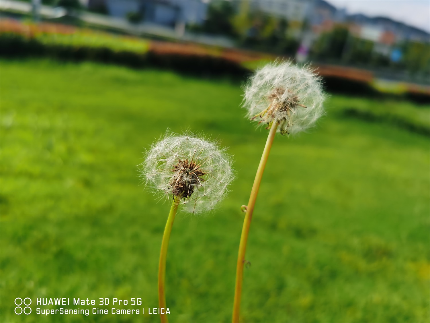 蒲公英茶和什么一起喝