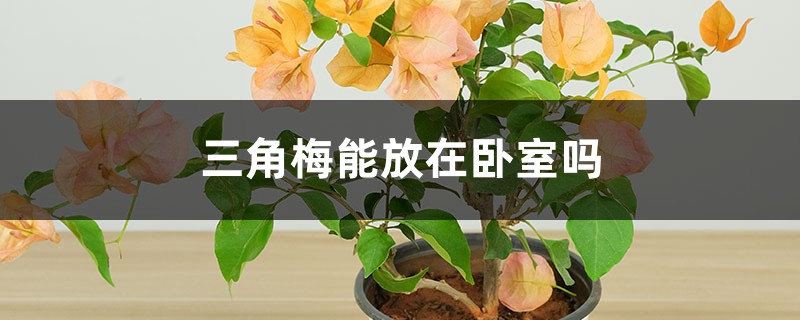 三角梅能放在卧室吗