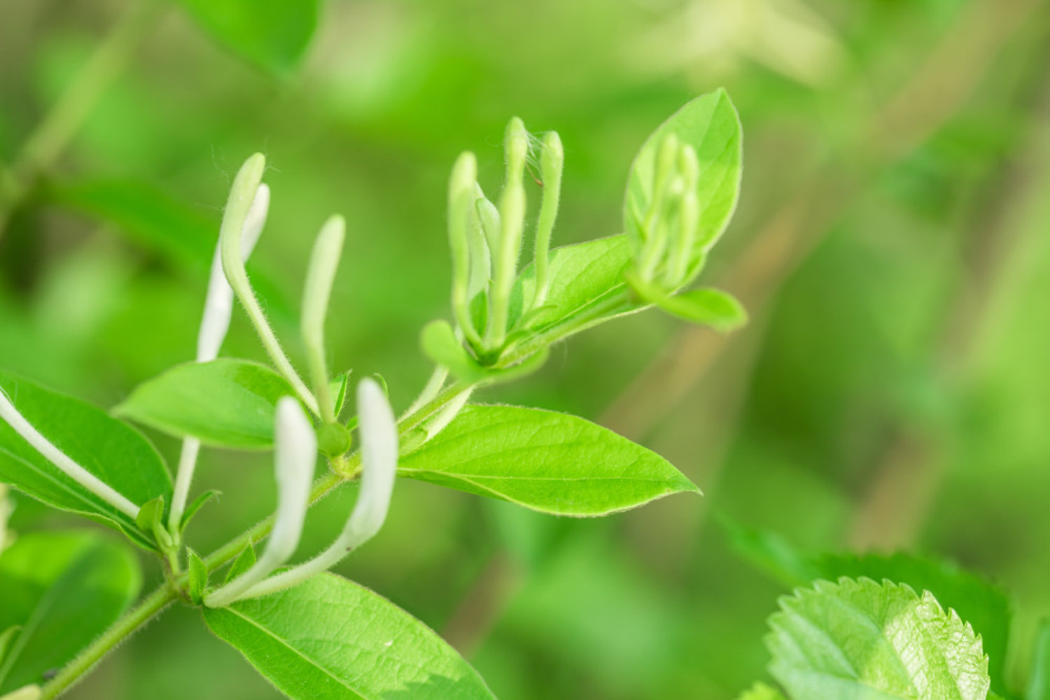 金银花茶的功效、作用与副作用