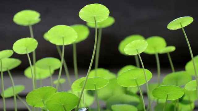 金钱草泡水能天天喝吗