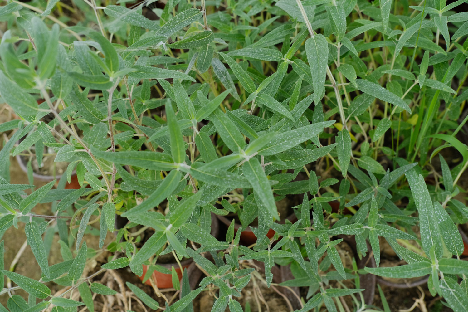 千屈菜的花语和传说