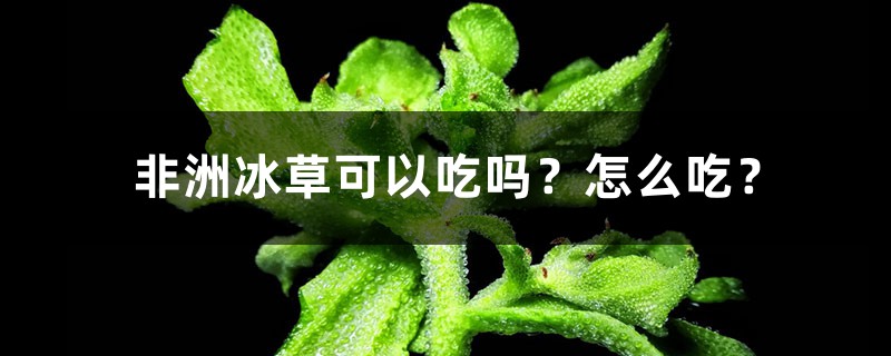 非洲冰草可以吃吗?怎样吃?