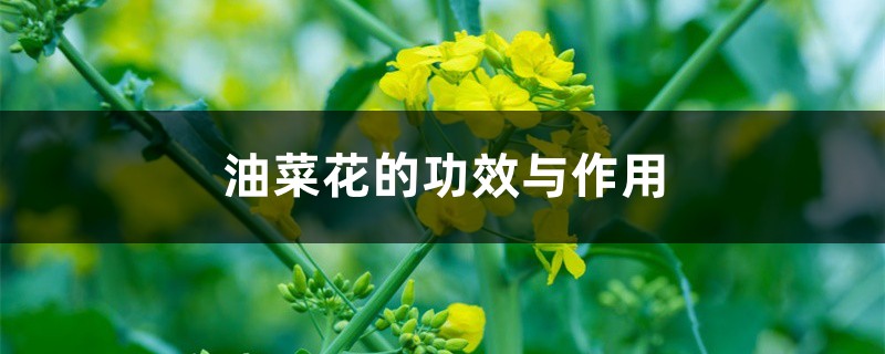 油菜花的功效与作用