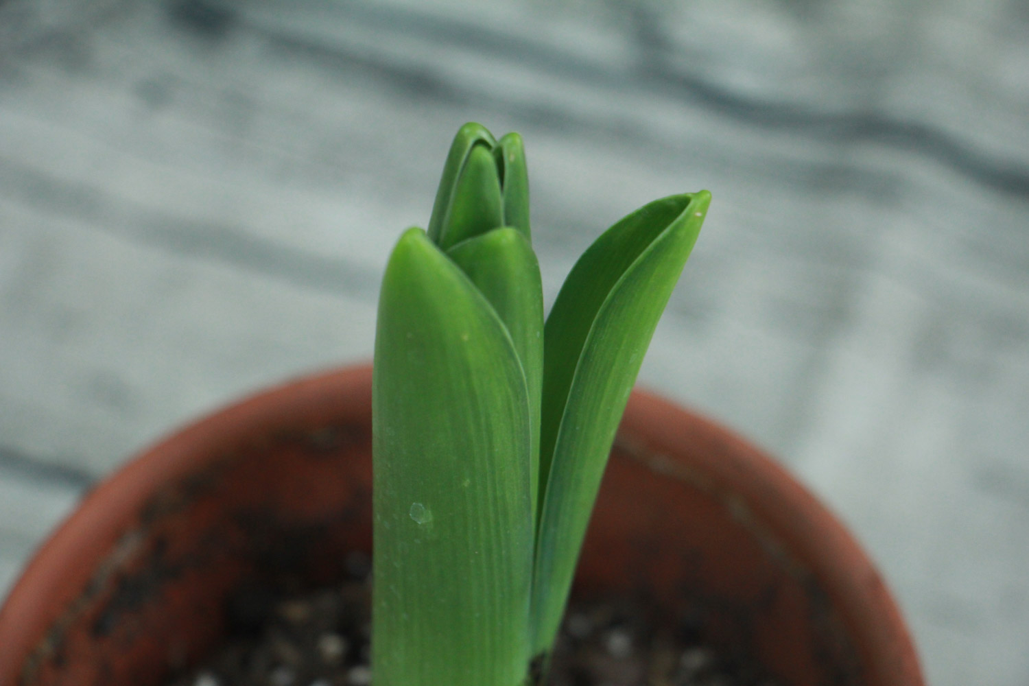 风信子花代表什么意思