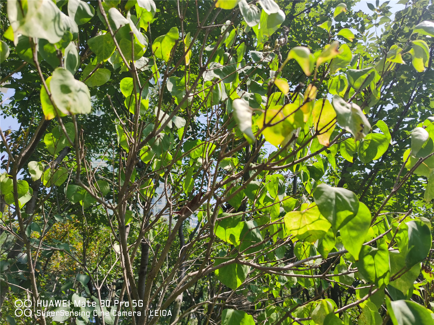 丁香花能泡茶喝吗，丁香花泡茶喝的好处