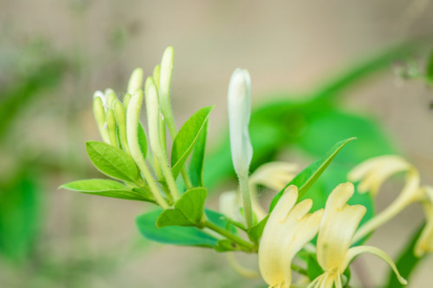 金银花泡水喝有什么作用