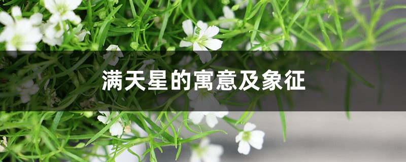 满天星的寓意及象征