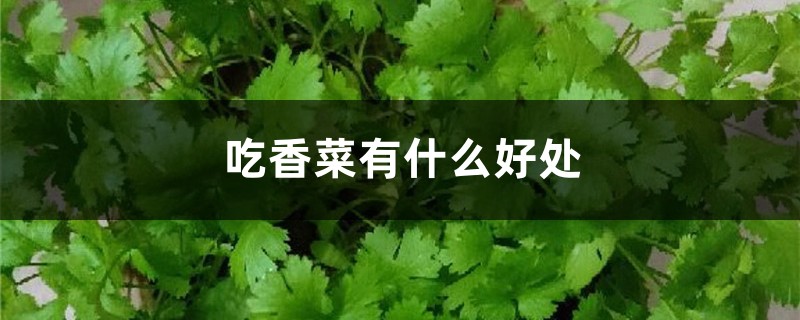 吃香菜有什么好处，香菜的做法