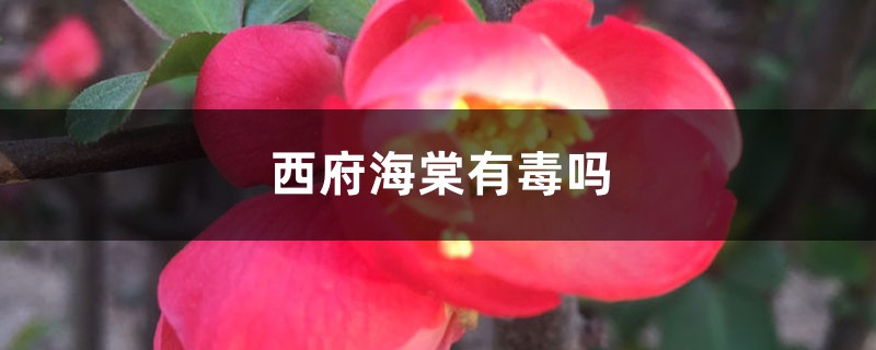 西府海棠有毒吗，能在家养吗？