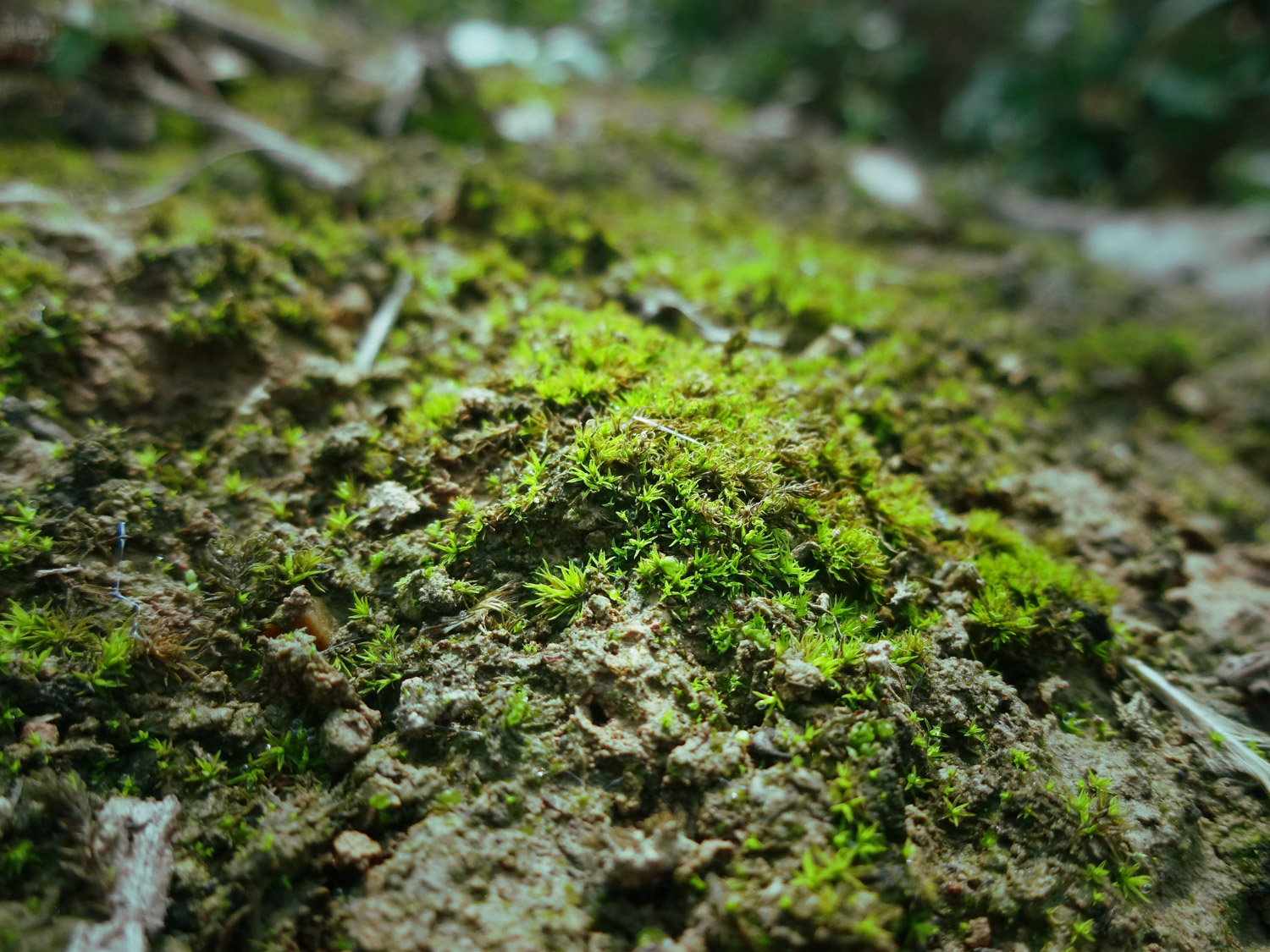 苔藓植物有什么作用